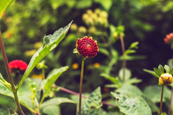 Бутон красного цветка — стоковое фото