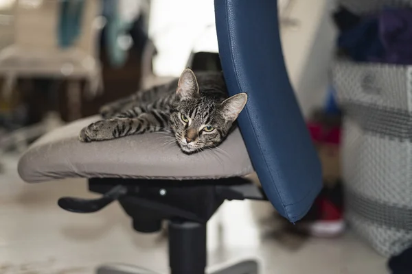 Preguiçoso jovem gato tabby — Fotografia de Stock