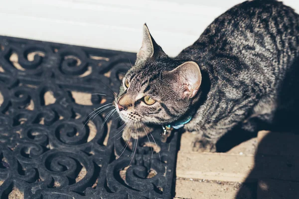 Kedi üzerinde paspas. Yüksek açılı görünüş. — Stok fotoğraf