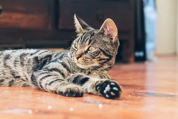 Cat lying on wooden floor in house. — Stock Photo, Image