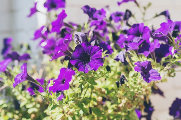 Flowers against white brick wall. — Stock Photo, Image