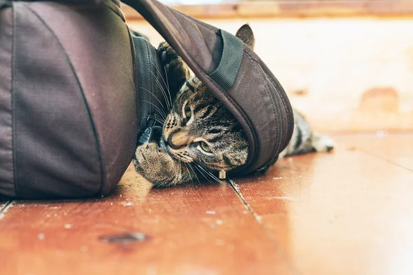 Cat chewing on backpack lying on floor — Stock Photo, Image