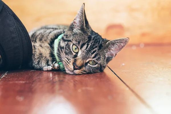 Cat lying on wooden floor in house. — Stock Photo, Image