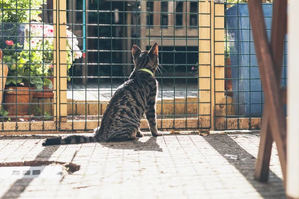 Cat behind fence in garden. — Stock Photo, Image