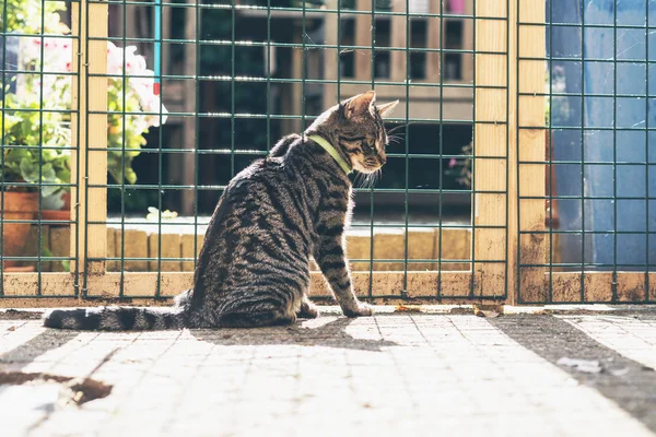 Gato detrás de la cerca en el jardín. — Foto de Stock