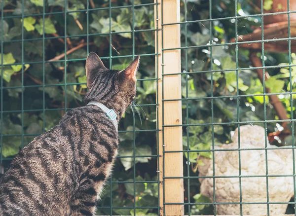 Kat op zoek door hek in tuin. — Stockfoto