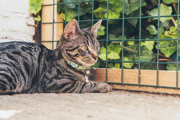 Junge gestromte Katze — Stockfoto