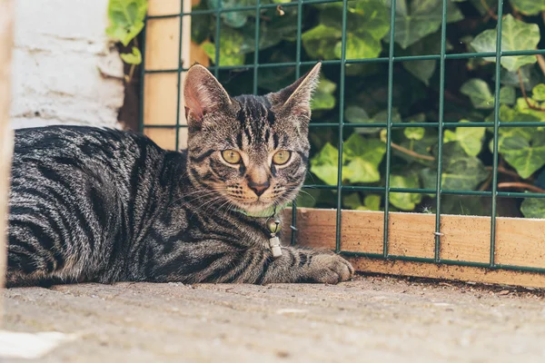 Joven gato tabby — Foto de Stock