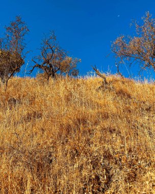 Slope with yellow dried grass and trees under a clear blue sky with moon. Andalusia, Spain.