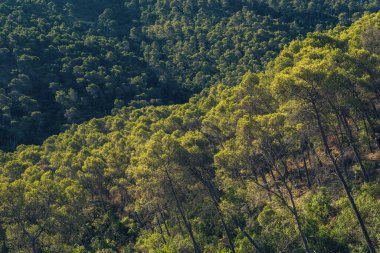 Yeşil renklerde ağaçların farklı türleriyle dolu verimli bir tepe. Ulusal Park Montes de Malaga, Endülüs, İspanya.