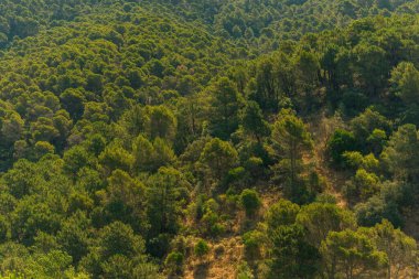 Yeşil renklerde ağaçların farklı türleriyle dolu verimli bir tepe. Ulusal Park Montes de Malaga, Endülüs, İspanya.