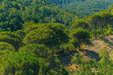 Yeşil renklerde ağaçların farklı türleriyle dolu verimli bir tepe. Ulusal Park Montes de Malaga, Endülüs, İspanya.