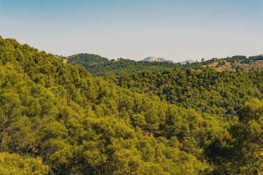 Tepe manzarası, mavi gökyüzünün altında farklı ağaç türleriyle yeşil renklerde. Ulusal Park Montes de Malaga, Endülüs, İspanya.