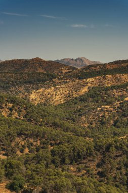 Tepe manzarası, mavi gökyüzünün altında farklı ağaç türleriyle yeşil renklerde. Ulusal Park Montes de Malaga, Endülüs, İspanya.