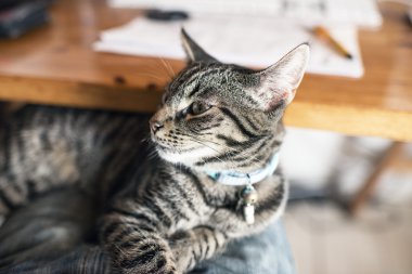 Genç tekir kedi kucağına yalan.