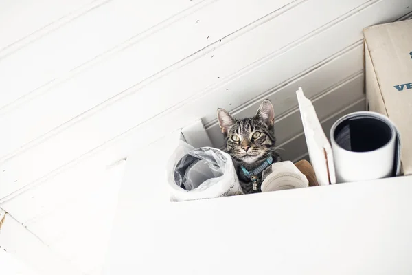 Curious young tabby cat — Stock Photo, Image