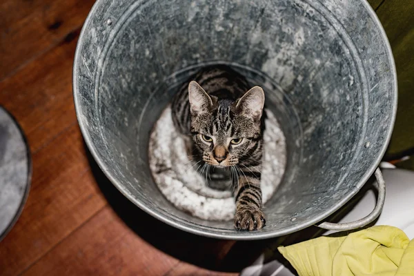 Chat assis dans la poubelle vide . — Photo