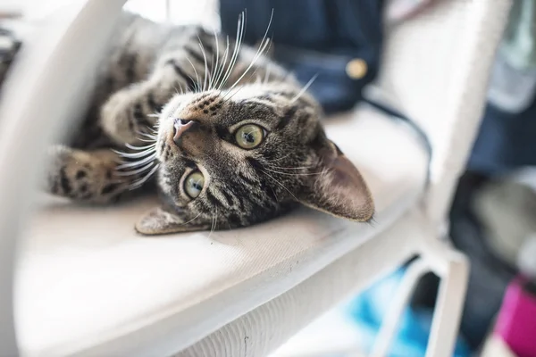 Brincalhão preguiçoso jovem gato tabby — Fotografia de Stock