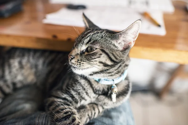 Genç tekir kedi kucağına yalan. — Stok fotoğraf