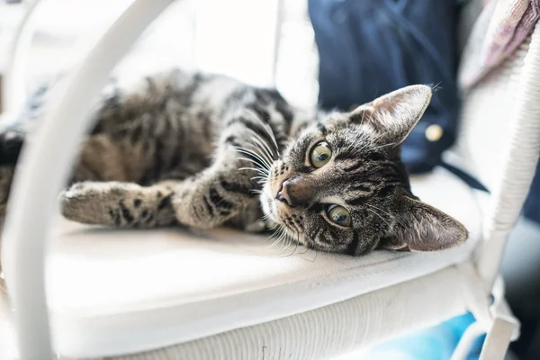 Hravý líný mladý mourovatá kočka — Stock fotografie