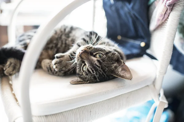 Brincalhão preguiçoso jovem gato tabby — Fotografia de Stock