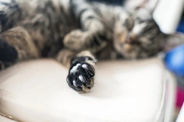 El primer plano de la pata del gato joven de tabby — Foto de Stock