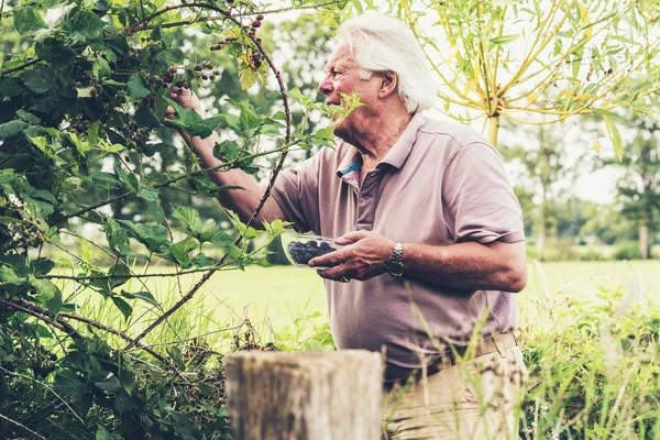 Senior mannen plocka björnbär. — Stockfoto