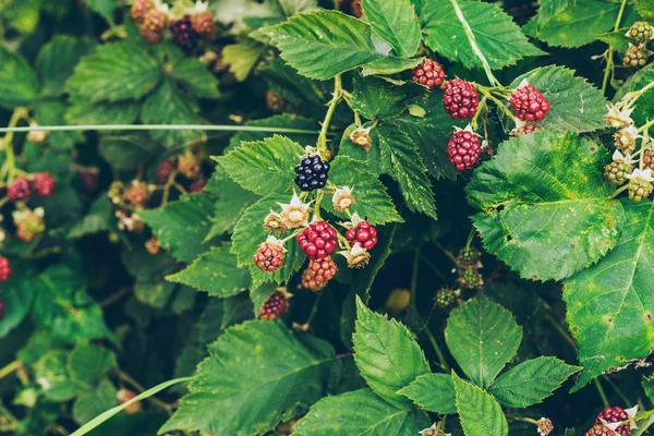 Blackberry bush with one ripe. — Stock Photo, Image