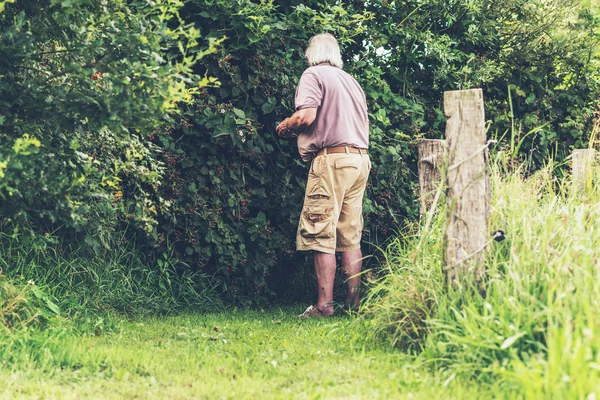 Hombre recogiendo moras . — Foto de Stock