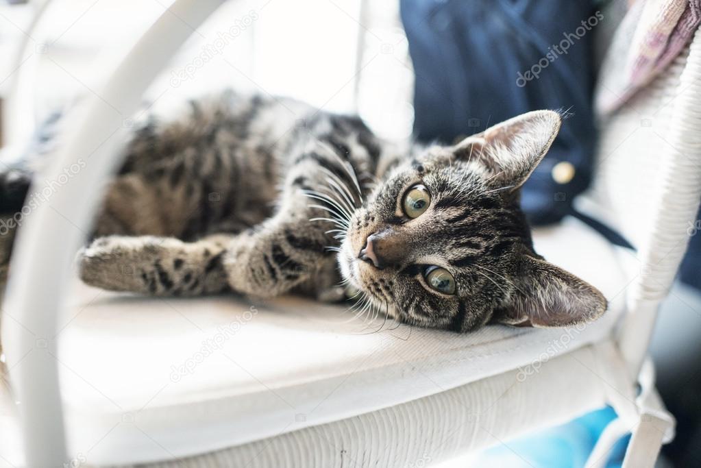 Playful lazy young tabby cat