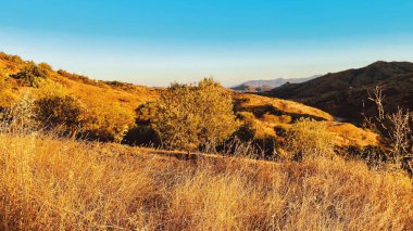 Ağaçları ve genel bitkileri olan tepeler mavi gökyüzünün altında altın saat güneş ışığı altında. Endülüs, İspanya.