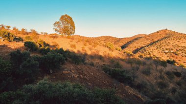 Ağaçları ve genel bitkileri olan tepeler mavi gökyüzünün altında altın saat güneş ışığı altında. Endülüs, İspanya.