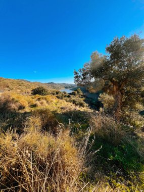 Eski zeytin ağacı ve bitkilerle dolu bir yamaç. Uzak bir göle bakan berrak mavi bir gökyüzünün altında. Endülüs, İspanya.
