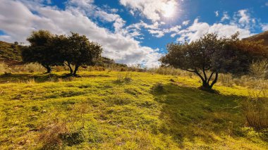 Bereketli yeşil yamaçlar, Endülüs 'te bulutlu mavi gökyüzünün altında üç zeytin ağacı..
