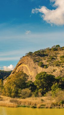 Ağaçlar ve kamışlar Guadalhorce nehrinin kıyısındaki bir kayanın yanında. Endülüs, Malaga, İspanya.
