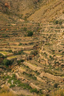 Eski zeytin bahçeleri engebeli kayalık dağlar vadisinde bir yamaçta. Nijar, Almerya, Endülüs, İspanya.