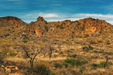 Kurak kayalıklarda açmakta olan badem ağaçları mavi gökyüzünün altında biraz bulutla birlikte. Huebro, Almerya, Endülüs, İspanya.