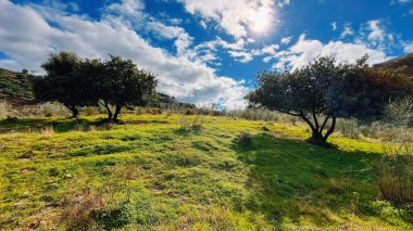 Güneşli bir tepede, yemyeşil bir yamaçtaki ağaçlar mavi gökyüzünün altında biraz bulutla. Endülüs, İspanya.