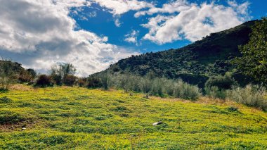 Çimen ve bitkilerle dolu yemyeşil bir yamaç. Güneşli bir tepede. Mavi gökyüzünün altında. Endülüs, İspanya.