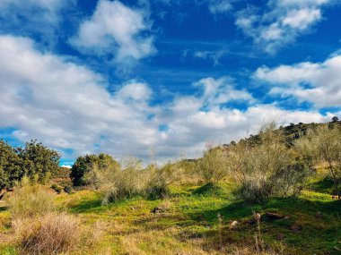 Çimenler, bitkiler ve güneşli bir tepede bazı ağaçlarla dolu yemyeşil bir yamaç. Mavi gökyüzünün altında biraz bulutla birlikte. Endülüs, İspanya.