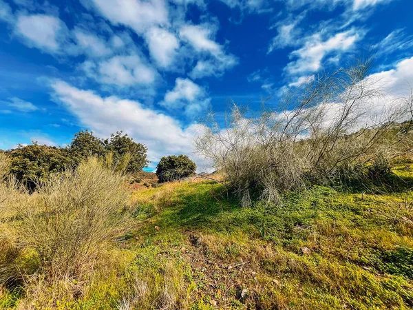 Çimenler, bitkiler ve güneşli bir tepede bazı ağaçlarla dolu yemyeşil bir yamaç. Mavi gökyüzünün altında biraz bulutla birlikte. Endülüs, İspanya.
