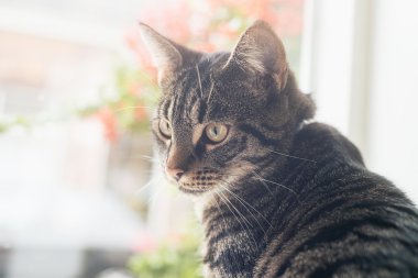 Oturan genç tekir kedi