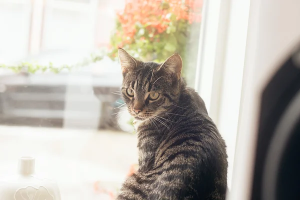 Jovem gato tabby sentado — Fotografia de Stock