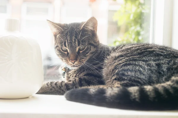 Young lazy tabby cat — Stock Photo, Image