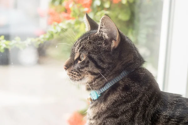 Молодий таббі кішка — стокове фото