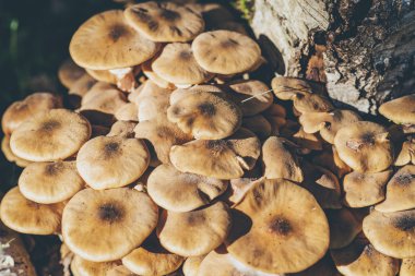 Mantar büyük grup Close-Up