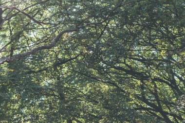 dallar ve ormanda bırakır.