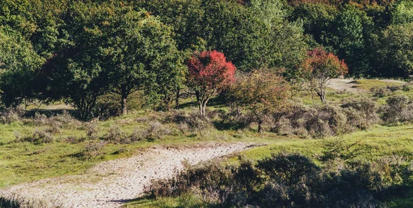 Foglie di colore rosso . — Foto Stock