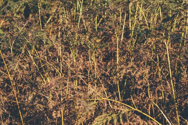 Ölü ferns Close-Up — Stok fotoğraf