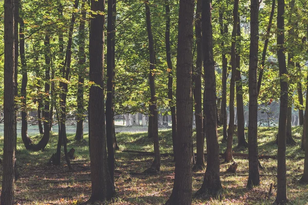 Backlit deciduous tree forest — Stock Photo, Image